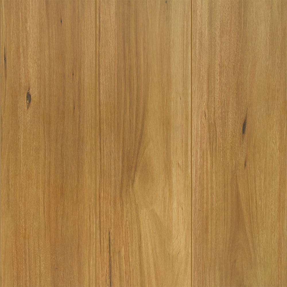 Spotted Gum